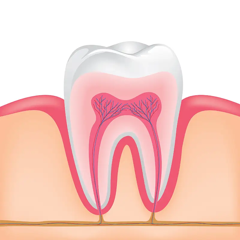 What is tooth pulp.