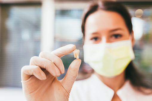 Dentist holding tooth